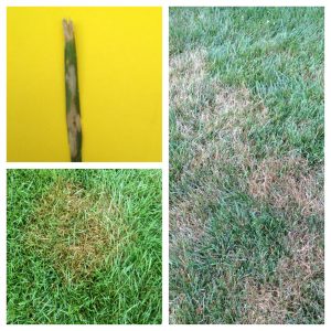 Brown Patch Disease Sample