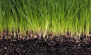 Seeding Grass