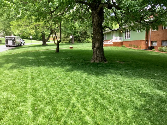 Backyard Lawn