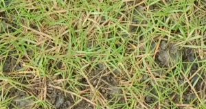 Bermuda-Grass-3