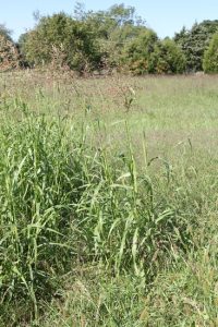 Johnson Grass 2
