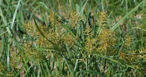 Nutsedge-og