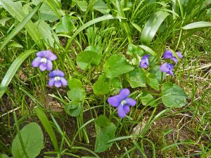 Wild Violets