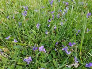 Wild Violets-in-lawn
