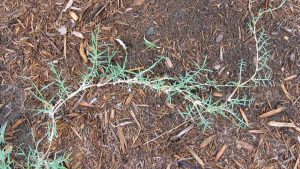 bermuda_grass_1600