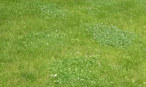 cloverpatchesinlowfertlawn-jpg