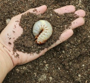 grub-worm-1-1024x953