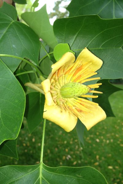 Tulip Poplar